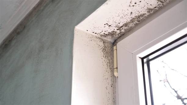 Best Black Mold Removal  in Lakeland North, WA