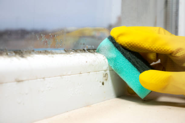 Best Emergency Mold Removal  in Lakeland North, WA