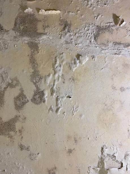 Best Home Mold Removal  in Lakeland North, WA