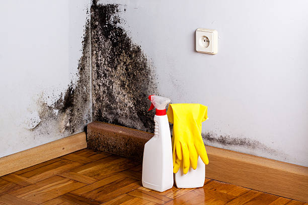 Best Commercial Mold Removal  in Lakeland North, WA